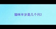 猫咪半岁是几个月