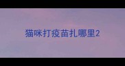 猫咪打疫苗扎哪里