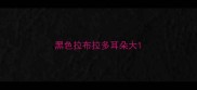 黑色拉布拉多耳朵大