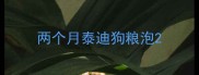两个月泰迪狗粮泡
