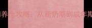4个月大野猫科学饲养全攻略从断奶期到成年期的一站式养护指南