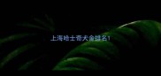 上海哈士奇犬舍排名