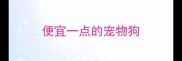 便宜一点的宠物狗