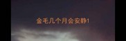 金毛几个月会安静