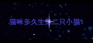 猫咪多久生第二只小猫