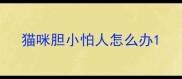 猫咪胆小怕人怎么办