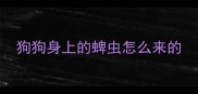 狗狗身上的蜱虫怎么来的