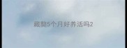 藏獒5个月好养活吗