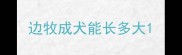 边牧成犬能长多大