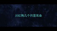 川红狗几个月竖耳朵