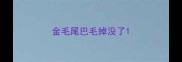 金毛尾巴毛掉没了