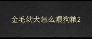 金毛幼犬怎么喂狗粮