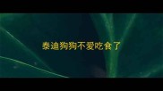 泰迪狗狗不爱吃食了