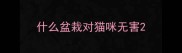 什么盆栽对猫咪无害