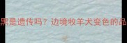 哈士奇眼睛半蓝半黑是遗传吗边境牧羊犬变色的品种特性与护理指南