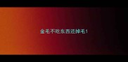 金毛不吃东西还掉毛
