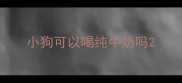 小狗可以喝纯牛奶吗