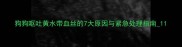 狗狗呕吐黄水带血丝的7大原因与紧急处理指南1