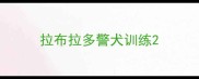 拉布拉多警犬训练