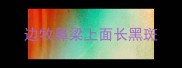 边牧鼻梁上面长黑斑