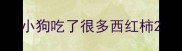 小狗吃了很多西红柿