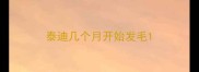 泰迪几个月开始发毛