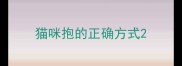 猫咪抱的正确方式