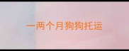 一两个月狗狗托运