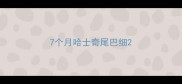 7个月哈士奇尾巴细