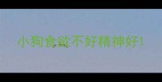 小狗食欲不好精神好