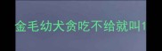 金毛幼犬贪吃不给就叫
