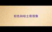 棕色和哈士奇很像