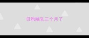 母狗哺乳三个月了