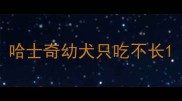 哈士奇幼犬只吃不长