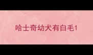 哈士奇幼犬有白毛