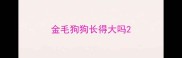 金毛狗狗长得大吗