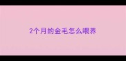 2个月的金毛怎么喂养