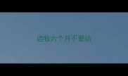 边牧六个月不爱动