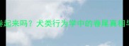 哈士奇尾巴能卷起来吗犬类行为学中的卷尾真相与科学养护指南