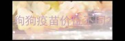 狗狗疫苗价位不同