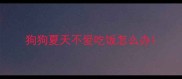 狗狗夏天不爱吃饭怎么办