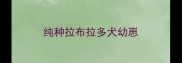 纯种拉布拉多犬幼崽