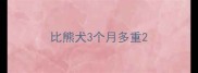 比熊犬3个月多重