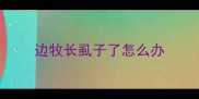 边牧长虱子了怎么办