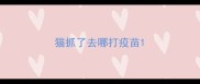 猫抓了去哪打疫苗