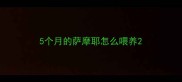 5个月的萨摩耶怎么喂养