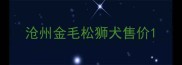 沧州金毛松狮犬售价