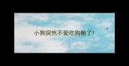 小狗突然不爱吃狗粮了