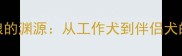 哈士奇与狼的渊源从工作犬到伴侣犬的进化之路