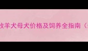 黄白色边境牧羊犬母犬价格及饲养全指南最新报价
